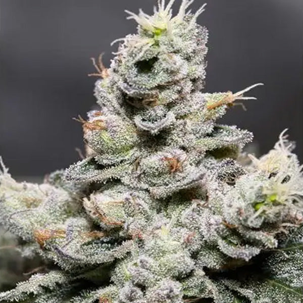 Auto Zkittlez 3+1 pz. fem. Vision Seeds