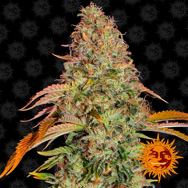 Auto Zkittlez OG 5 unità femm. Barney's