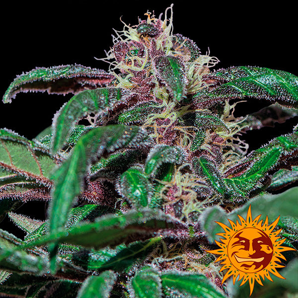 Ayahuasca Purple 25 u. fem Barney´s
