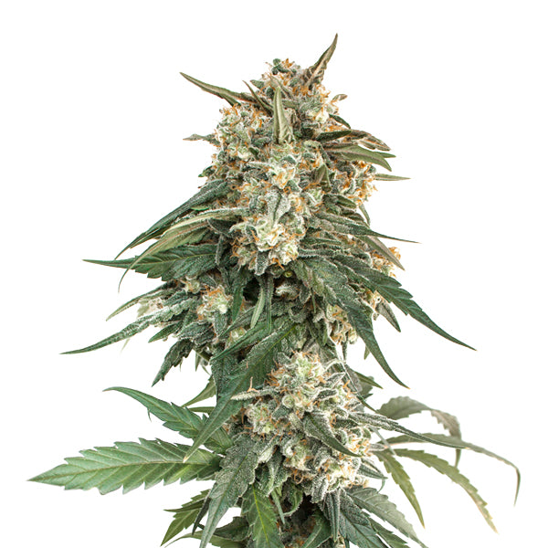 BCN Critical XXL Fast fem. 1 u. Seedstockers
