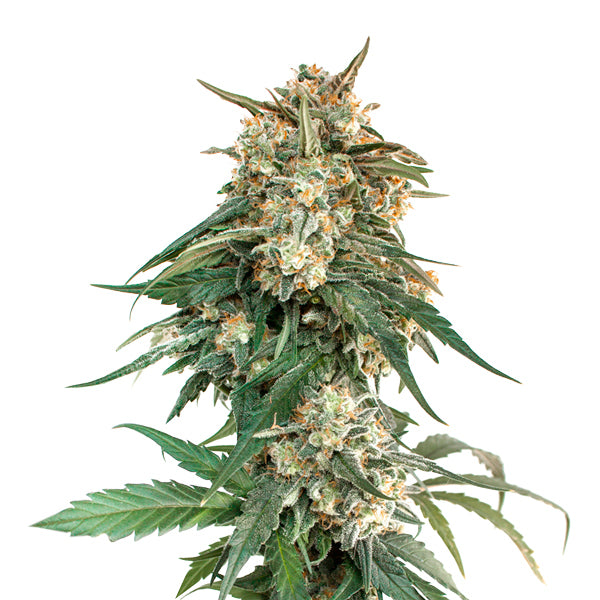BCN Critical XXL Fast fem. 5 u. Seedstockers