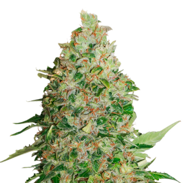 BCN Critical XXL fem. 1 u. Seedstockers