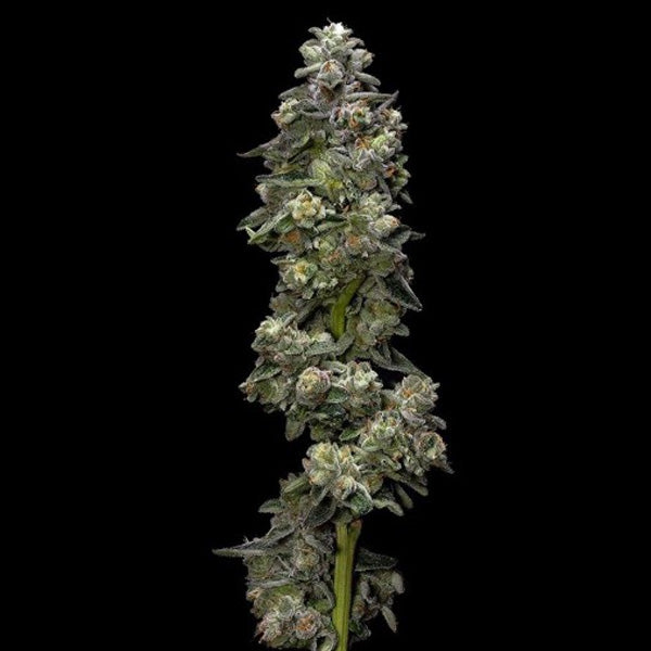 Baker's Delight 10 fem. DNA Genetics