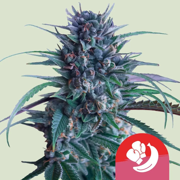 Banana Brawler 3 female seeds Royal Queen x Tyson 2.0
