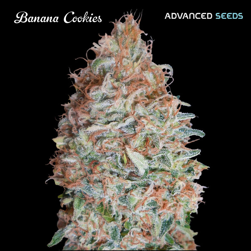 Banana Cookies 100 pcs. fem. Advanced Seeds