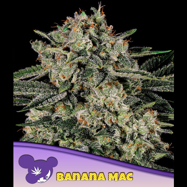 Banana MAC 3 u. fem Anesia