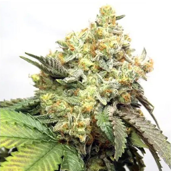 Banana Punch 3+1 pc. fem. Vision Seeds
