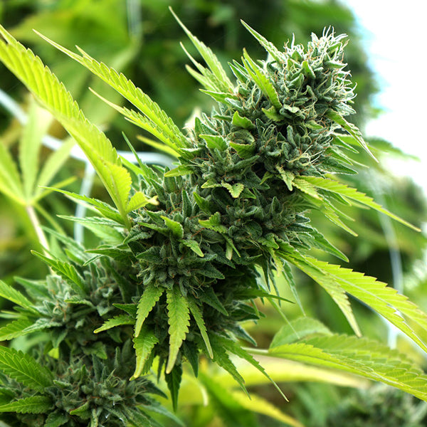 Banana Sapphire 3 ud Humboldt Seed Organization