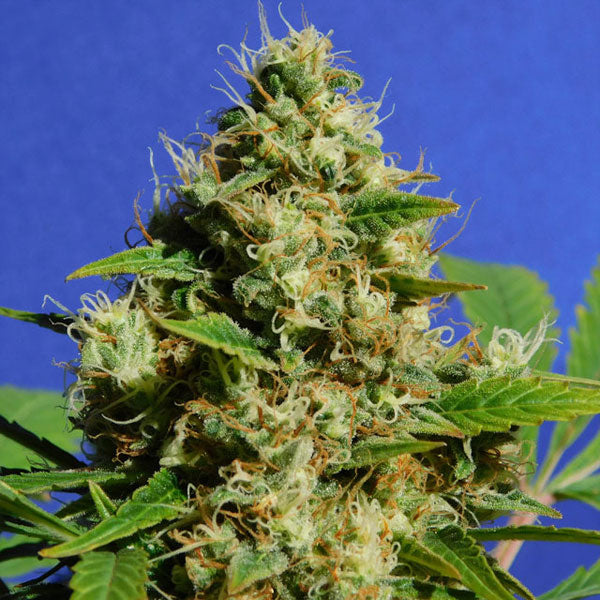 Banana Sherbet 10 u. fem. Original Sensible