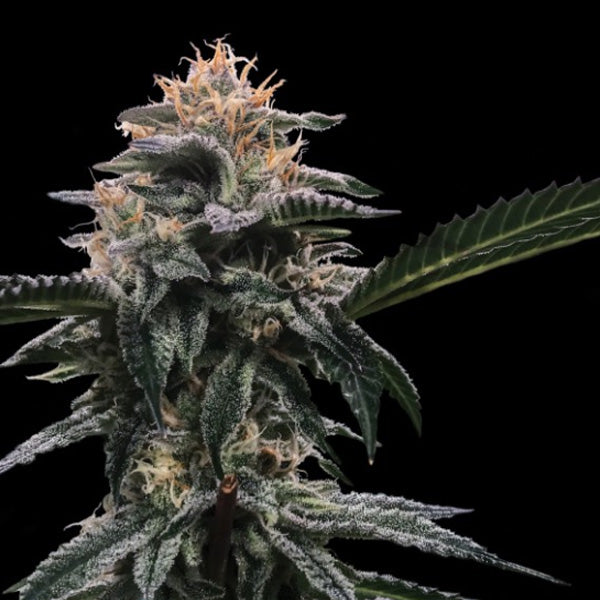 Banana Sorbet 3 pz. fem. DNA Genetics