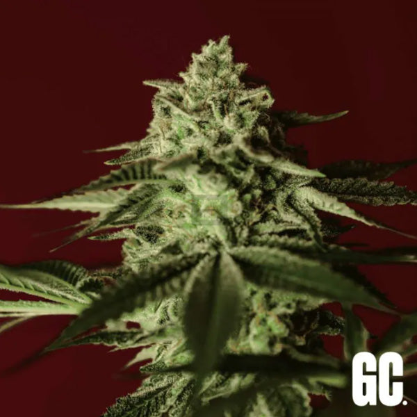 Banana Stones 3 pz. fem. Grand Cru Genetics