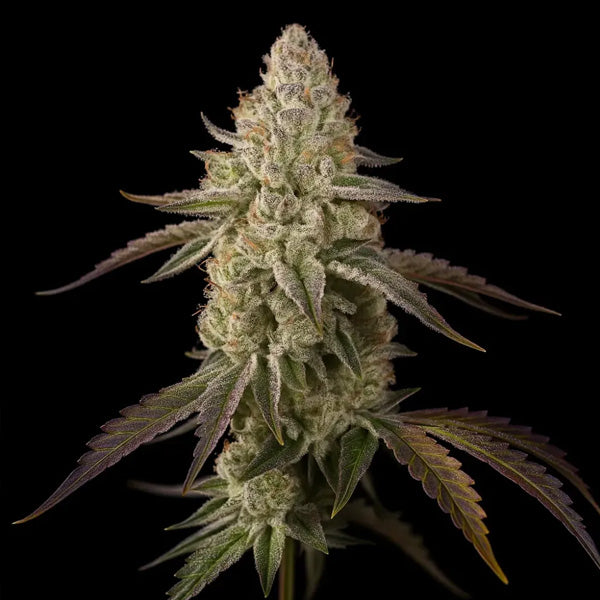 Banana Velvet Og Triploid 100 u. semi femminizzati Triploid