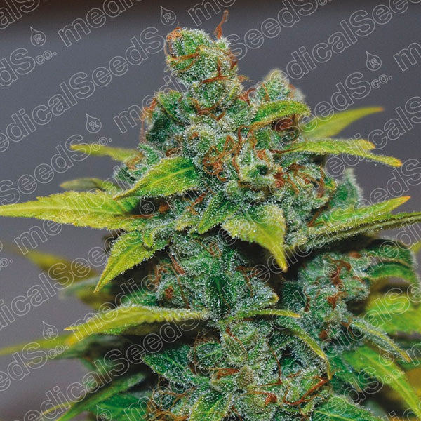 Banana Zkittlez 5 u. fem. Medical Seeds
