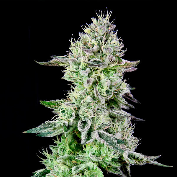 Barbara´s Pie 5 u. fem Grateful Seeds