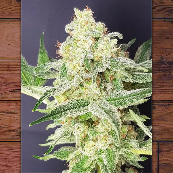 Barney Kid 5 di cinque The Outlaw Seeds