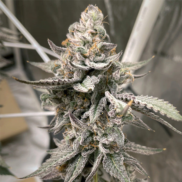 Beaver Cookies 6 pc. fem Elev8 Seeds