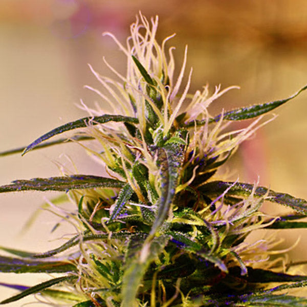 Beldia 5 u. REG French Touch Seeds