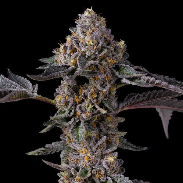 Berniehana Butter x Triple Scoop 6 pc. fem Cookies Seed Bank