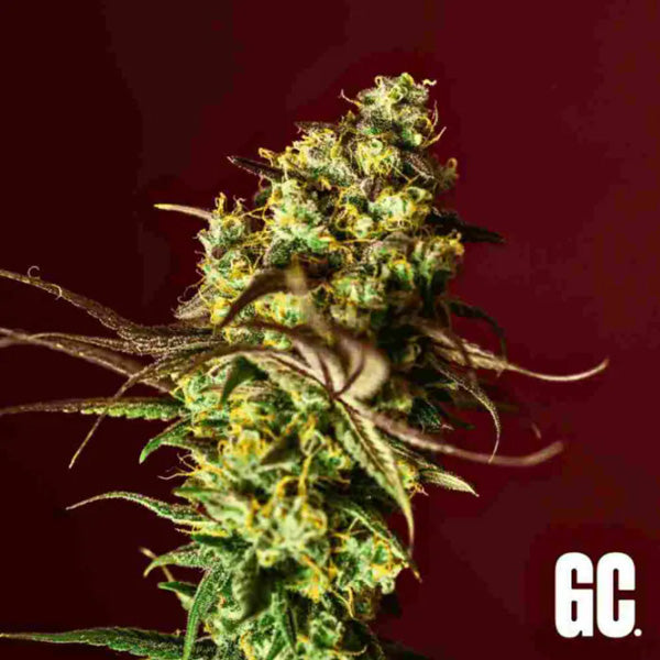 Berry Bliss 6 un. fem Grand Cru Genetics