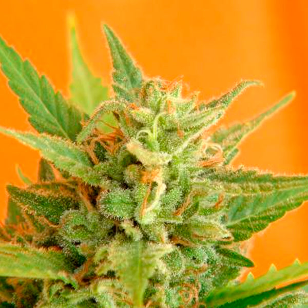 Big Band 1 pc. fem. Kannabia Seeds