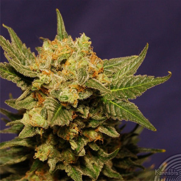 Big Band 5 u. fem. Kannabia Seeds
