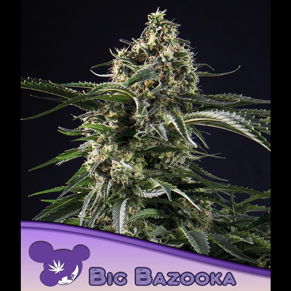 Big Bazooka 3 u. fem Anesia