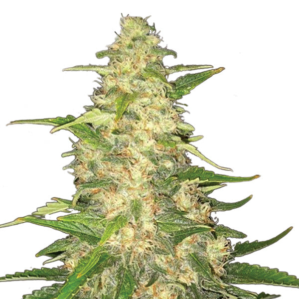 Big Bud 5 units fem. Nirvana
