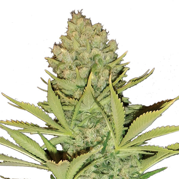 Big Bud 10 pz. reg. Nirvana