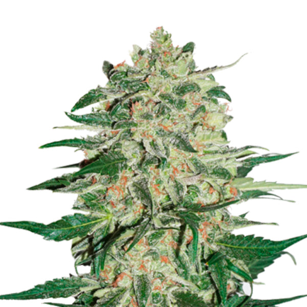 Big Bud fem. 5 u. Seedstockers