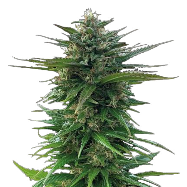 Big Yeti fem. 1 pz. Seedstockers Superior