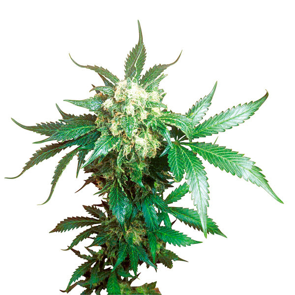 Black Domina 5 fem. Sensi Seeds