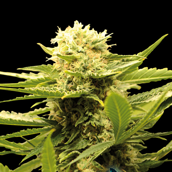 Black Dream 3+1 fem. units Eva Seeds