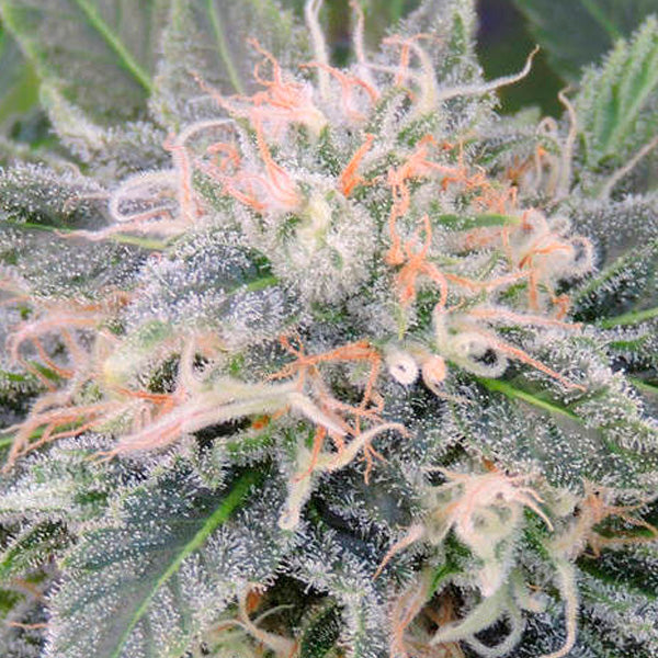 Black Ghost OG 1 u. fem. Original Sensible