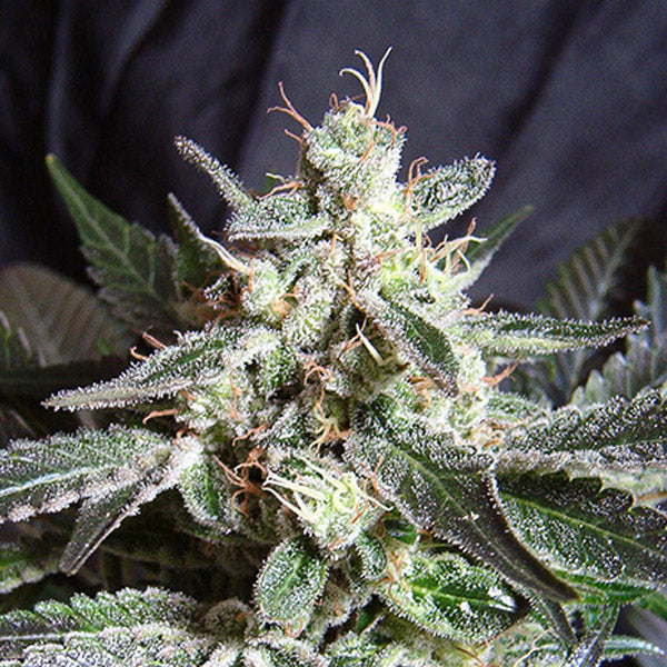 Black Jack 3+1 u. fem. Sweet Seeds