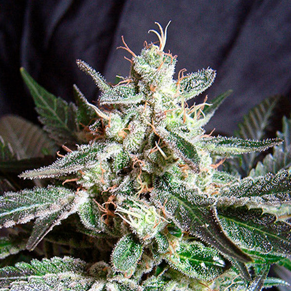 Black Jack 100 u. fem. Granel Profesionales Sweet Seeds