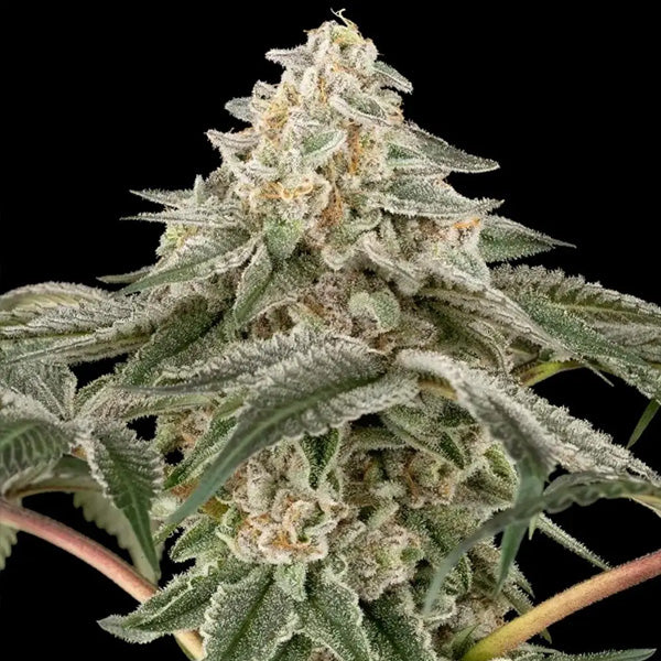 Black Lily 3 u. fem. Sensi Seed Research