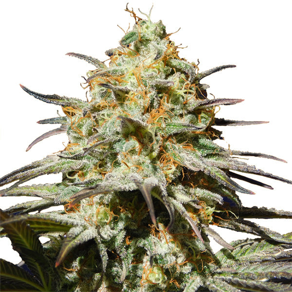 Black Orchid 5 u. fem. Original Sensible