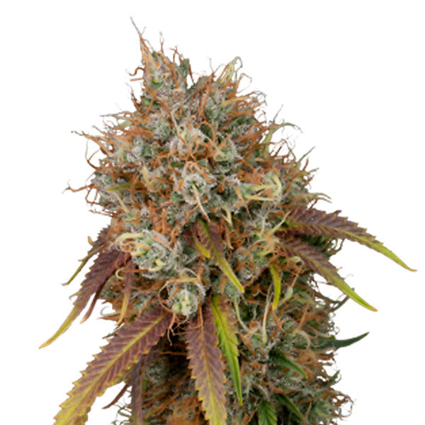 Black Rainbow fem. 5 u. Seedstockers