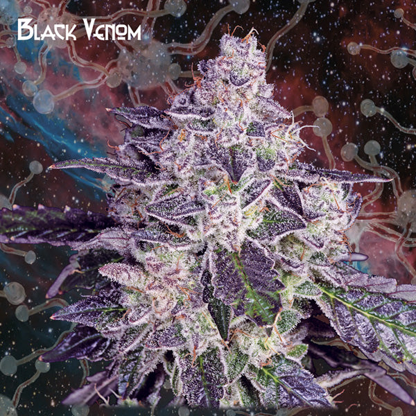 Black Venom 5 u. fem. Nemeseeds