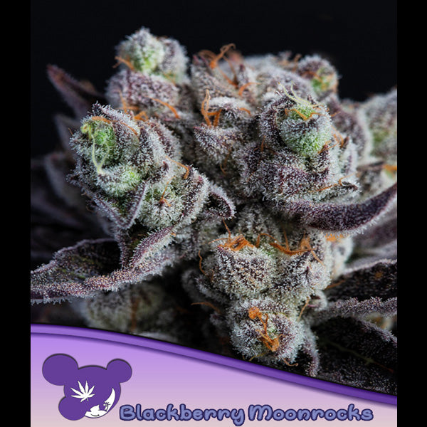 Blackberry Moonrocks® 10 pc. fem Anesia