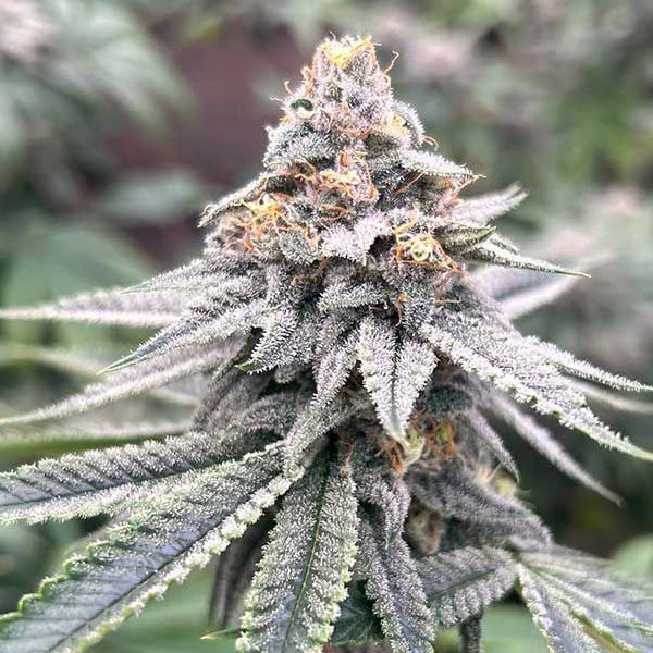 Blood Diamonds 2.0 - 7 unità fem. Conscious Genetics