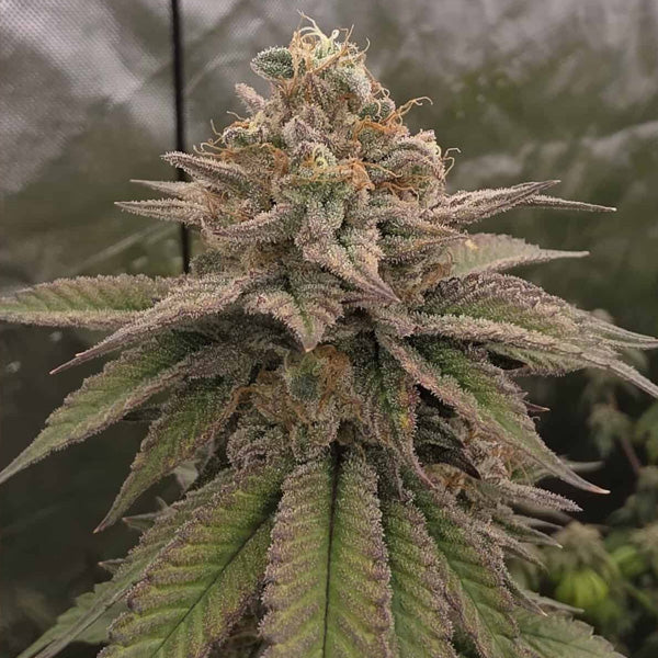 Bloody Cherry 13 u. Reg Bask Triangle Farms