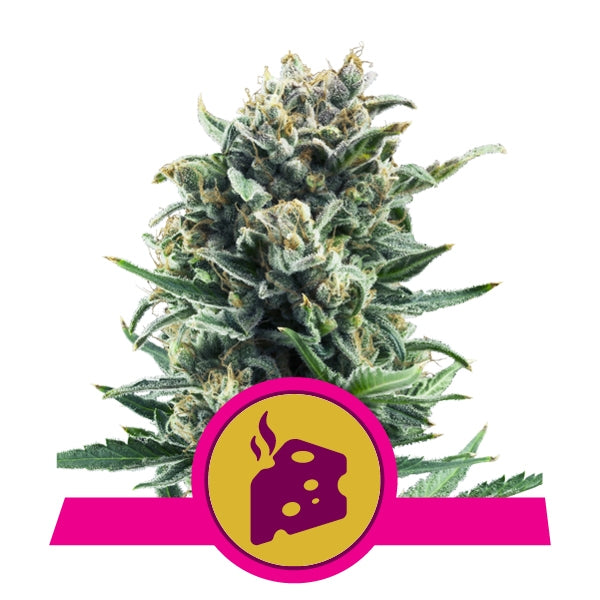 Blue Cheese 1 pz. femm. Royal Queen