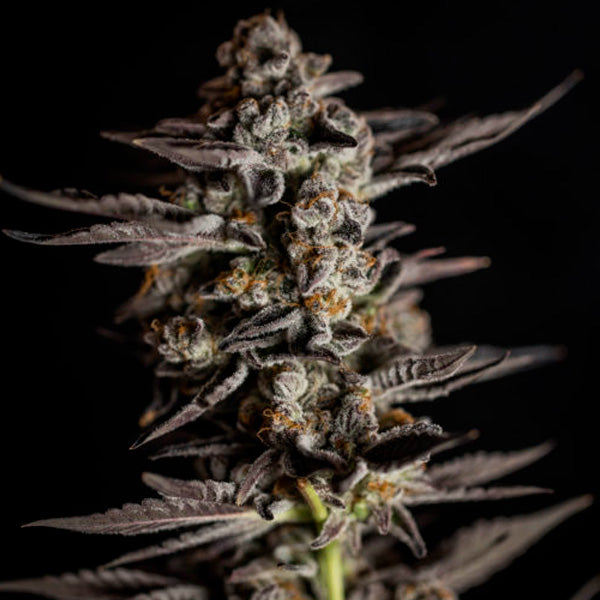 Blue Cheese 5 u. fem. Expert Seeds