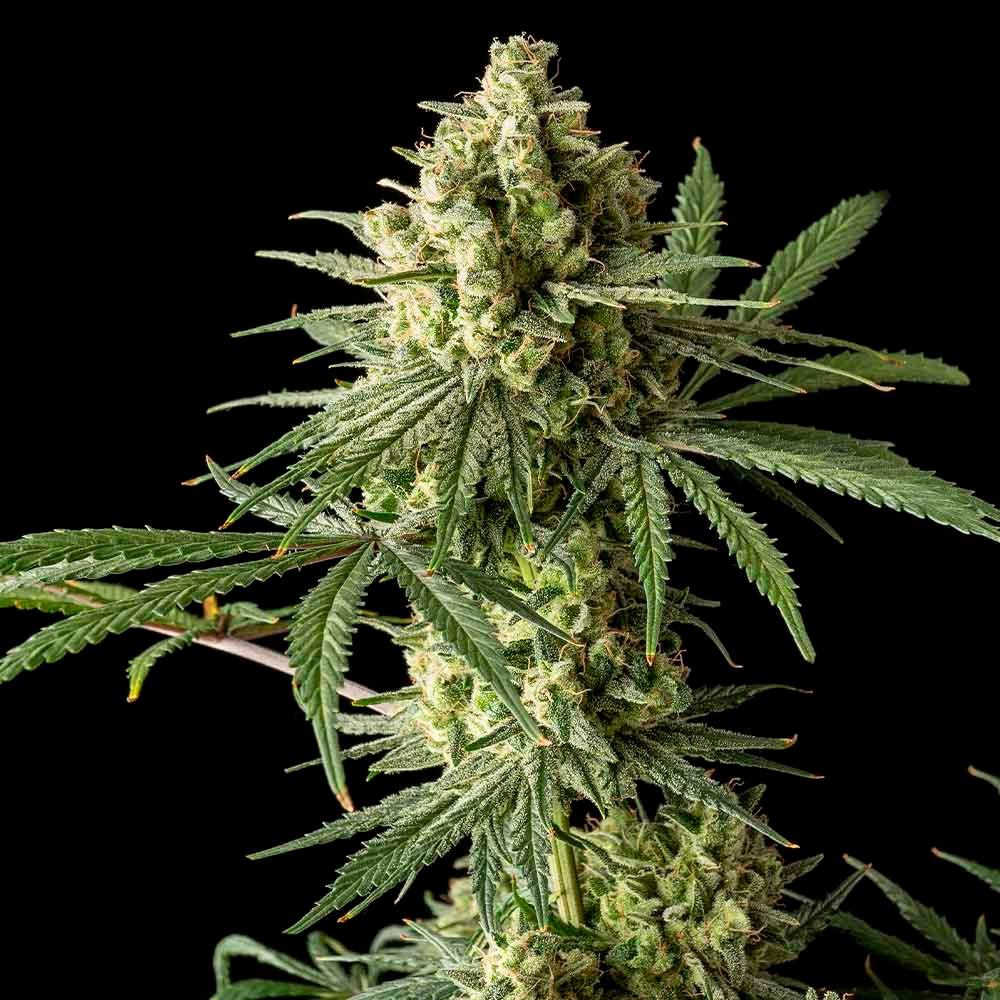 Blue Cheese 6 u. The Original Big Buddha Family Farms