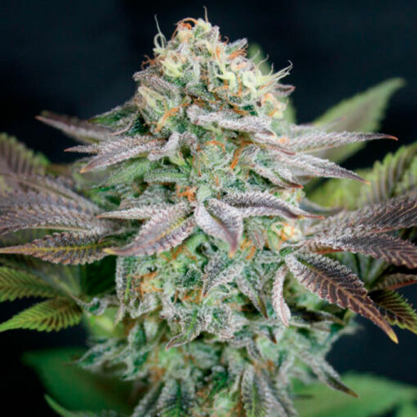 Blue Dream 1 u. fem. Garden of Green Seeds