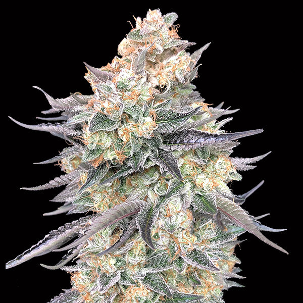 Blue Dream 25 u. fem. 00 Seeds