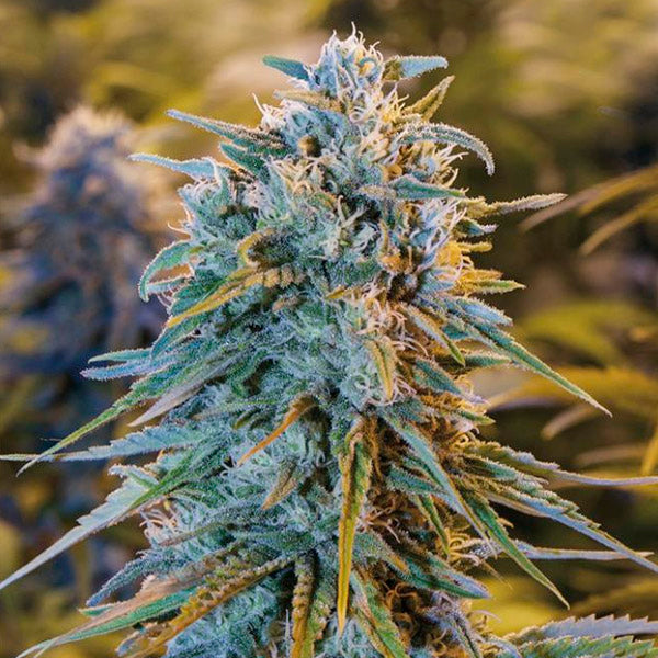 Blue Dream 3 ud Humboldt Seed Organization