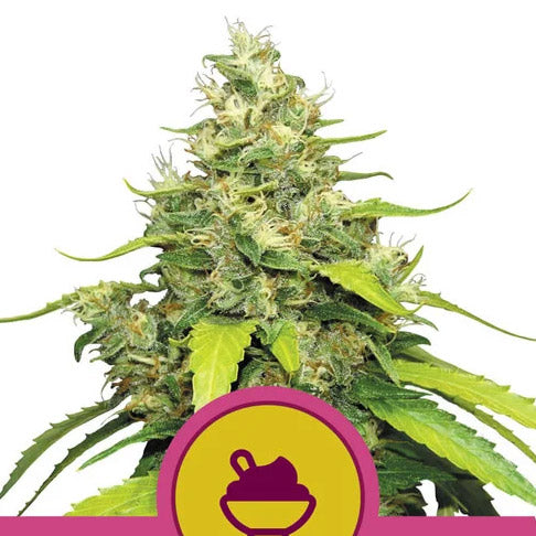 Blue Gelato 1 pc. fem. Royal Queen