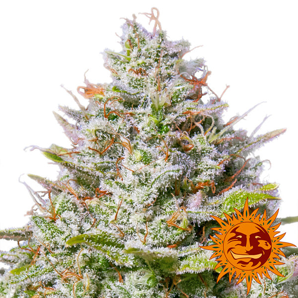 Blue Gelato 41 3 u. fem. Barney's